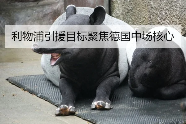 利物浦引援目标聚焦德国中场核心